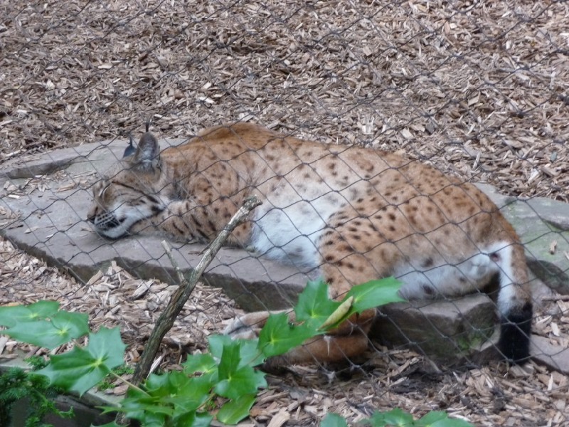 Eurasian Lynx.JPG